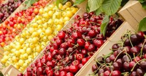 Чим корисна черешня: вітаміни, антиоксиданти та секрети