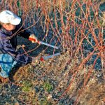 Обрізка ожини весною: коли, як і навіщо це робити правильно