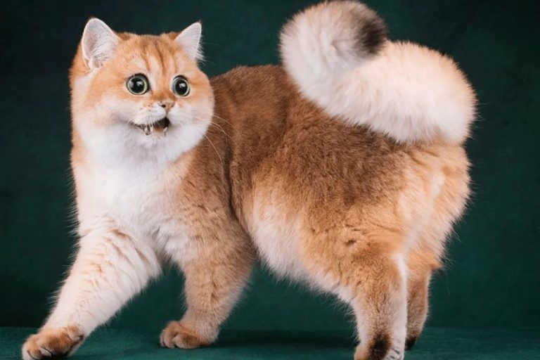 Кот шиншилла — серебристый аристократ с душой компаньона